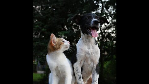 Funny best dog and cat fight 2021