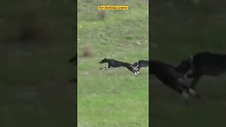 Greyhounds chasing Rabbit | galgos y liebres 🐇|赛狗和野兔 | السلوقي يطارد الارنب | ग्रेहाउंड और खरगोश