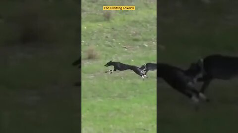 Greyhounds chasing Rabbit | galgos y liebres 🐇|赛狗和野兔 | السلوقي يطارد الارنب | ग्रेहाउंड और खरगोश