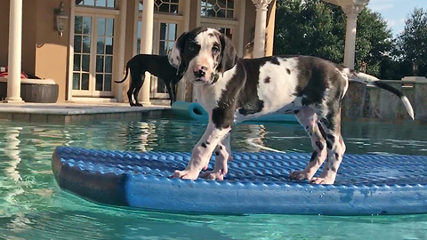 8-week-old Great Dane goes for his first swim