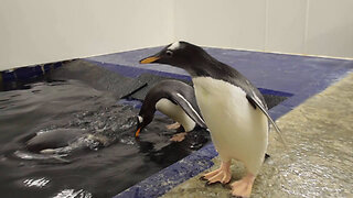 Rare Baby Penguin Takes Its First Swimming Lesson