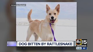 Dog bitten by a rattlesnake in the Superstition Mountains