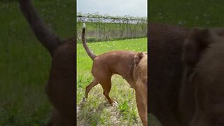 Puppy at the lake