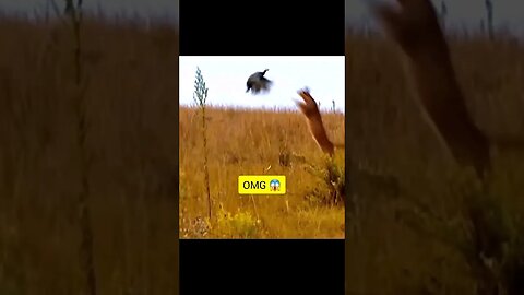 Do you seen that?😱 Hunting #hunting #hunter #animal #animalhunt #animalshorts