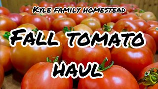 Fall Tomato Harvest Florida garden homestead grow your own food zone 9
