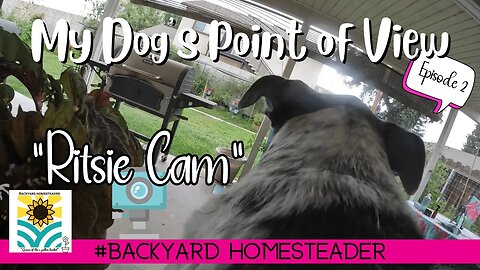 A dogs POV | Ritsie Cam Episode 2