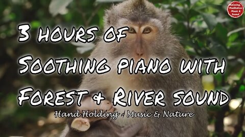 Soothing music with piano and forest river sound for 3 hours, calming music for meditation & yoga