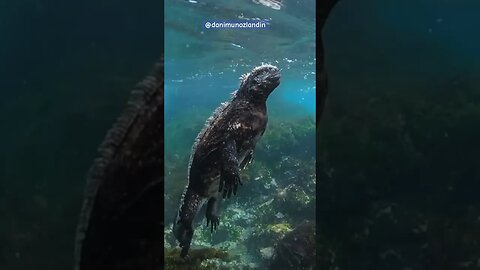 Jurassic-like Creature at the Galapagos Islands #nature