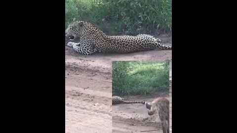 Leopard vs Hyena #UbertainmentFun #Shorts #ytshorts #Dogs #Animals #Fun