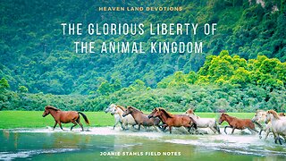 Heaven Land Devotions - The Glorious Liberty of the Animal Kingdom