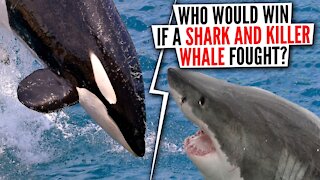 What if a shark and a killer whale fought?