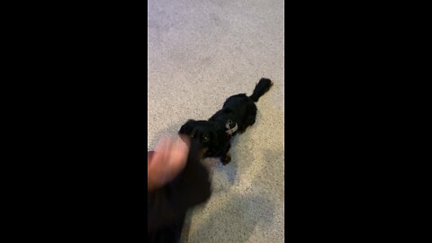 Dog trick