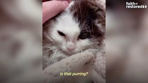 Giving A Hissing Feral Kitten A Bath And This Happens... | The Dodo Faith = Restored