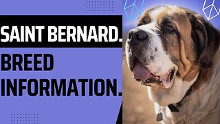 Saint Bernard. Breed Information.