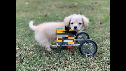 12-Year-Old Boy Builds Two-Legged Puppy A Lego Wheelchair