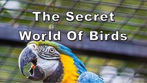 The Secret World of Birds