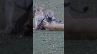 Our Encounter with a Lion Taking down Wildebeest!🤔#shorts #safari #travel #travelling