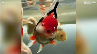 Ce poisson handicapé nage grâce à un "fauteuil aquatique"