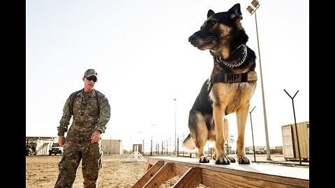 THE BELGIAN MALINOIS - HOW TO TRAIN YOUR