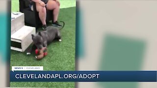 Cleveland APL pet of the weekend: Alma