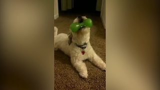 A Small Dog Howls With A Squeaky Toy In Its Mouth