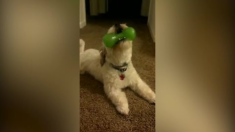 A Small Dog Howls With A Squeaky Toy In Its Mouth