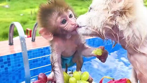 Monkey baby funny video😂