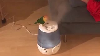 Cheeky Parrot Refuses To Stop Playing With The Humidifier