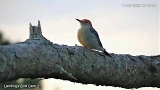 Red Bellied Woodpecker Enjoying Breakfast 🌲 11/08/22 07:10