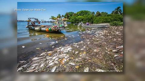 Marina Jack employees remove dead fish from iconic Bayfront in Sarasota