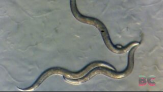 Worms near Chernobyl develop new ‘superpower’