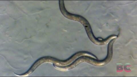 Worms near Chernobyl develop new ‘superpower’