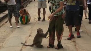 Ce singe menace l'homme qui le nourrit