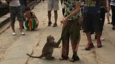 Ce singe menace l'homme qui le nourrit