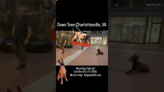 Down Town Dog Training. Charlottesville, Va