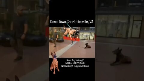 Down Town Dog Training. Charlottesville, Va