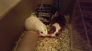 Guinea Pigs Fight Over A Carrot