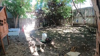 My Backyard Chickens - Episode 103