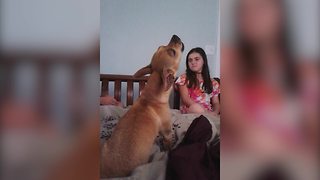 Cute Dog Sings His Favorite Song