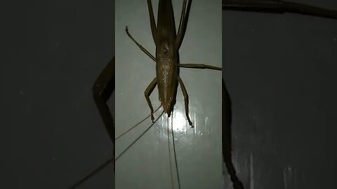 Leaf Jungle Grasshoper in Philippines