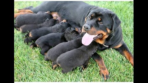 Cute puppies mother feed. Cuteness overload 🤩