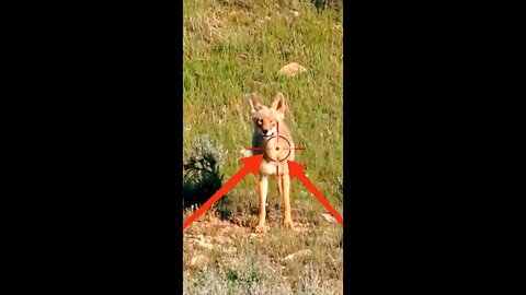 Hunting Coyotes #shorts #dogs #animals #hunter #040