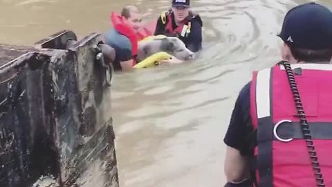 Family With 4 Kids, Pet Pig And 3-Legged Dog Rescued From Flood Waters