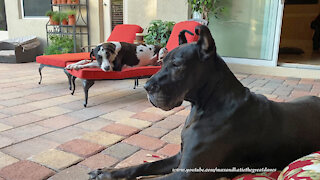 Laid back Great Danes relax on patio cushions