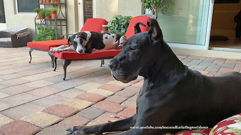 Laid back Great Danes relax on patio cushions