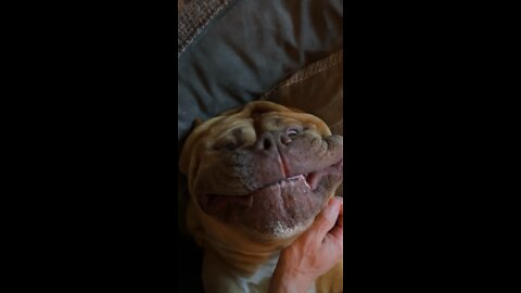 MASSIVE PIT BULL gets late night belly rubs!!! 🦁🧡🥰