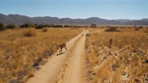 Rescued cheetahs in pre-release area