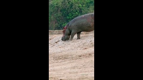 Young Lions Are No Match For Hippo
