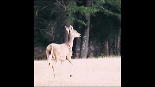 deer in field