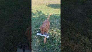 Golden Retriever Carrying a Goose Bumper #goose #goldenretriever #birddog #waterfowl